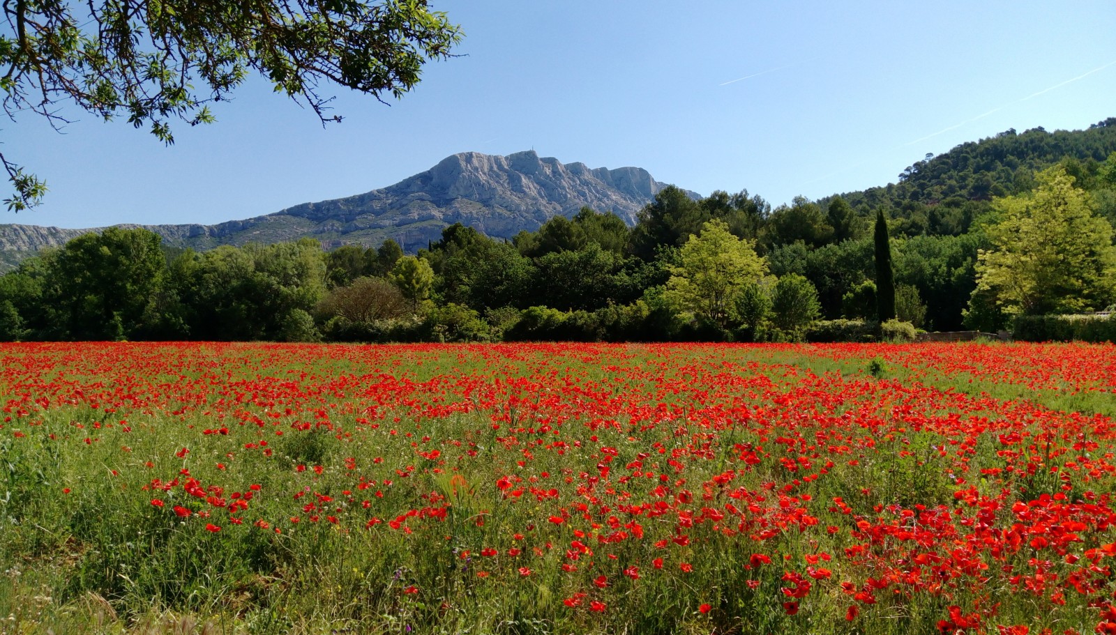 Fleurs et montagne Sainte-Victoire